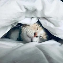 Un chat endormi, blotti sous une couette blanche.